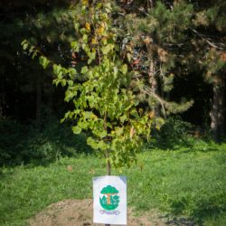 Toth a Štefanec posadili Lipu na Tematínskej